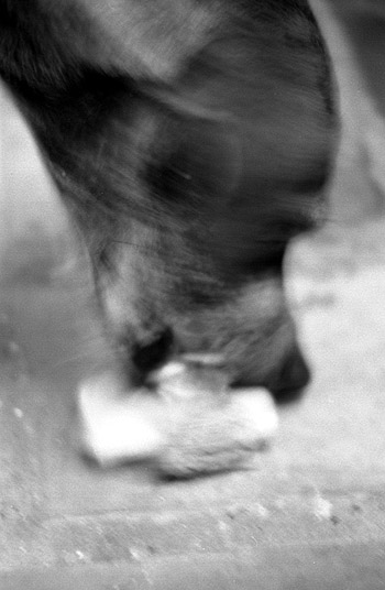 photograph