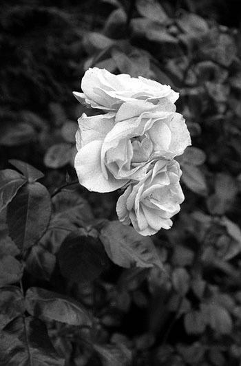 photograph
