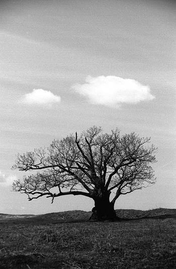 photograph